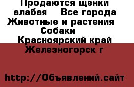 Продаются щенки алабая  - Все города Животные и растения » Собаки   . Красноярский край,Железногорск г.